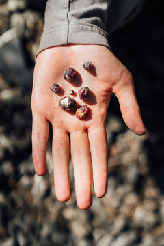Raw Garnet Crystals in Hand During Rockhounding Adventure