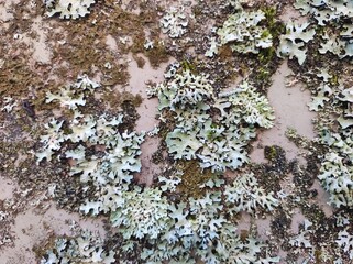 Natural background, moss and lichen on the wall of a house