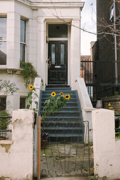 Sunflowers in front garden townhouse