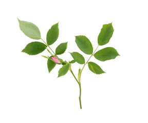 Rosehip branch with green leaves and pink bud isolated, cut out object on transparent background, herbal medicine plant, natural botanical element for floral design, greeting card, organic beauty