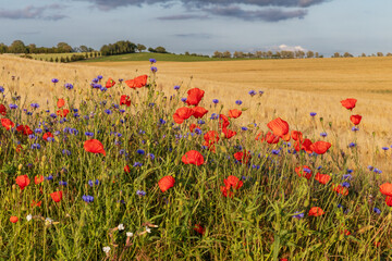 Mohn (Papavaer rhoeas, Klatschmohn)  und Kornblumen (Centaurea cyanus) am Rand eines Gerstenfelds im Abendlicht bei Rerik in Mecklenburg-Vorpommern, Deutschland