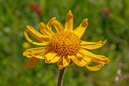Bl&uuml;tenkopf der Echten Arnika (Arnica montana, Bergwohlverleih), eine Heilpflanze