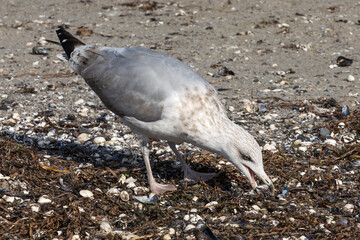 Mehrjährige subadulte Silbermöwe (Larus argentatus) sucht am Strand des Priwalls in Travemünde...