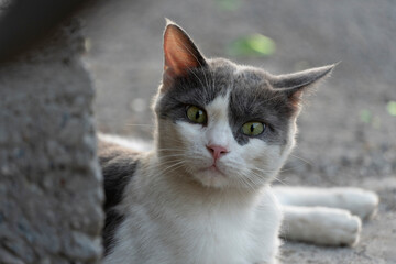 Resting Grey and White Cat in Sunlit Shade
