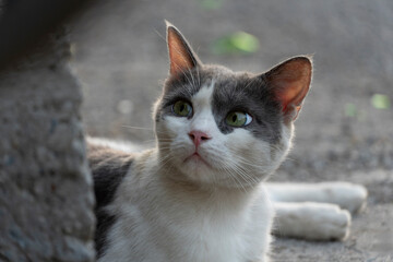 Sunlit Tricolor Cat by Wall