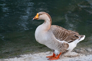 Goose at the Water Edge