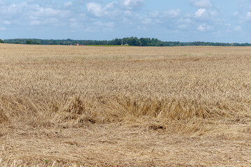 Flattened wheat field after summer rain and wind