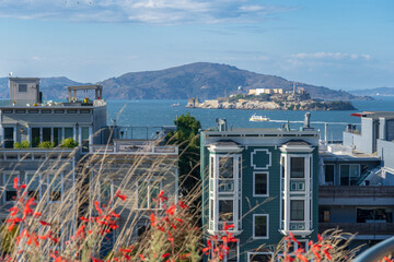 San Francisco, United States - 11 September 2025: View of Alcatraz Island shimmering in the distance, framed by the vibrant red blooms and urban architecture.