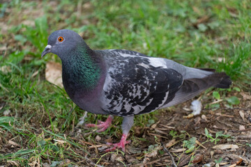 Obraz premium Close-Up of a Common Pigeon on Grass