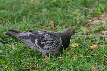 Close-up of a pigeon standing on green grass