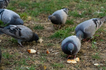 Group of Pigeons Feeding on Bread Outdoors