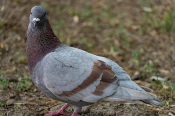 Close-Up of a Pigeon in Natural Setting