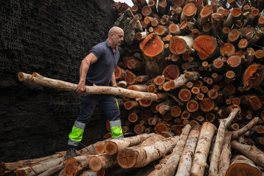 Lumberjack arranging logs in charcoal factory