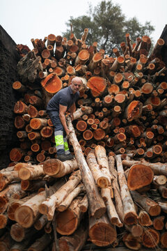 Lumberjack arranging logs in charcoal factory