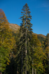 Autumn mountain landscape, Rosa Peak, Krasnaya Polyana, Sochi, road to the waterfalls