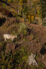 Fototapeta premium Bulls in the mountains. Autumn mountain landscape, Rosa Peak, Krasnaya Polyana, Sochi, road to the waterfalls