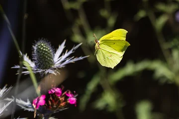 fliegender Zitronenfalter im Garten © Christian Müller