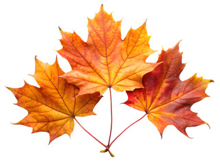Three vibrant orange and yellow maple leaves isolated on transparent background
