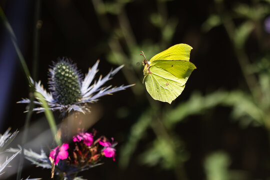 fliegender Zitronenfalter im Garten
