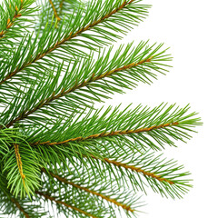Green pine needles isolated against a black background