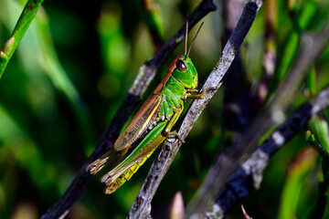 Sumpfgrashüpfer // Water-meadow grasshopper (Pseudochorthippus montanus) 