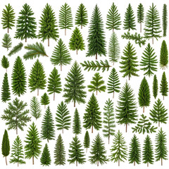 Diverse collection of vibrant evergreen trees against a black background