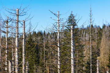 abgestorbene Fichten illustrieren das Waldsterben
