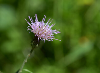 オハラメアザミ