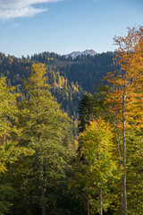 Autumn mountain landscape, Rosa Peak, Krasnaya Polyana, Sochi, road to the waterfalls
