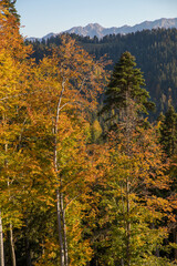 Autumn mountain landscape, Rosa Peak, Krasnaya Polyana, Sochi, road to the waterfalls
