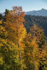 Autumn mountain landscape, Rosa Peak, Krasnaya Polyana, Sochi, road to the waterfalls
