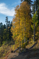 Autumn mountain landscape, Rosa Peak, Krasnaya Polyana, Sochi, road to the waterfalls
