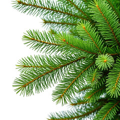 Close-up shot of evergreen fir tree branches against a black background