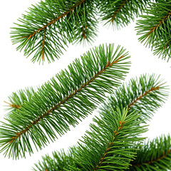 Obraz premium Green evergreen branches on black, creating a festive feel