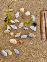 seashell stones on the sand, Les Sables d'Olonne, France