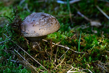 Grauer Wulstling // Grey spotted Amanita (Amanita excelsa)