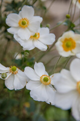 Beautiful white anemones in a flowerbed