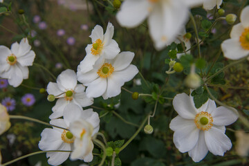 Beautiful white anemones in a flowerbed