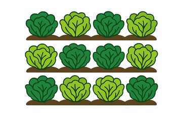 Obraz premium Fresh green cabbages arranged in rows on soil background rows of lettuce growing