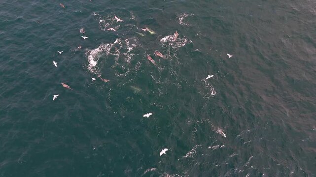 Donegal, Ireland - August 24 2025 : The Deep Blue is pulling equipement into blue fin tuna and dolphins
