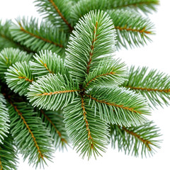 Close-up of a vibrant green fir tree branch with needles, isolated on black