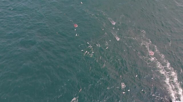 Donegal, Ireland - August 24 2025 : The Deep Blue is pulling equipement into blue fin tuna and dolphins