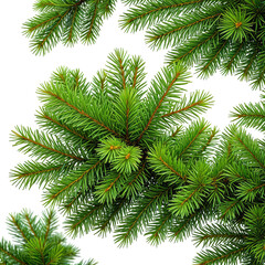 Obraz premium Lush green fir tree branches, vibrant and fresh