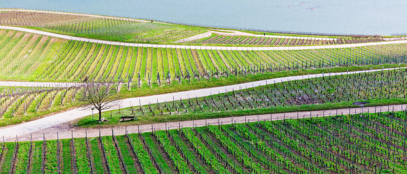 Weinberge am Ufer des Rheins, bei R&uuml;desheim am Rhein
