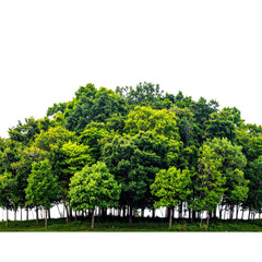 Fototapeta premium Lush forest with diverse green foliage against a stark black background