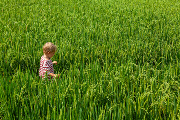 Nature walk in green rice terrace. Little kids trekking by path with beautiful view of Balinese traditional fields. Travel adventure with child, family vacation in Bali, Indonesia