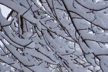 Branches tree are covered with snow in winter forest.