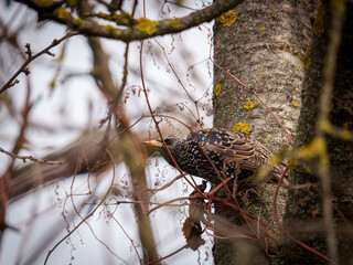 A bird rests on a rough tree branch surrounded by slender twigs and budding leaves. The scene captures the quiet beauty of nature during the early spring season.
