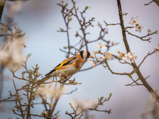 Fototapeta premium A goldfinch is resting on a branch adorned with blooming flowers during early spring. The background showcases a soft blue sky creating a serene atmosphere.