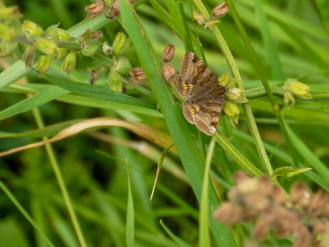 A brown hawk moth (Euclidia glyphica), photographed in a beautiful flower meadow in Musio, a district of Tremosine.